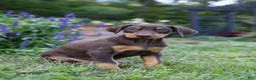 Doberman Pinscher dogs for sale: FLORENCE - Ad 6