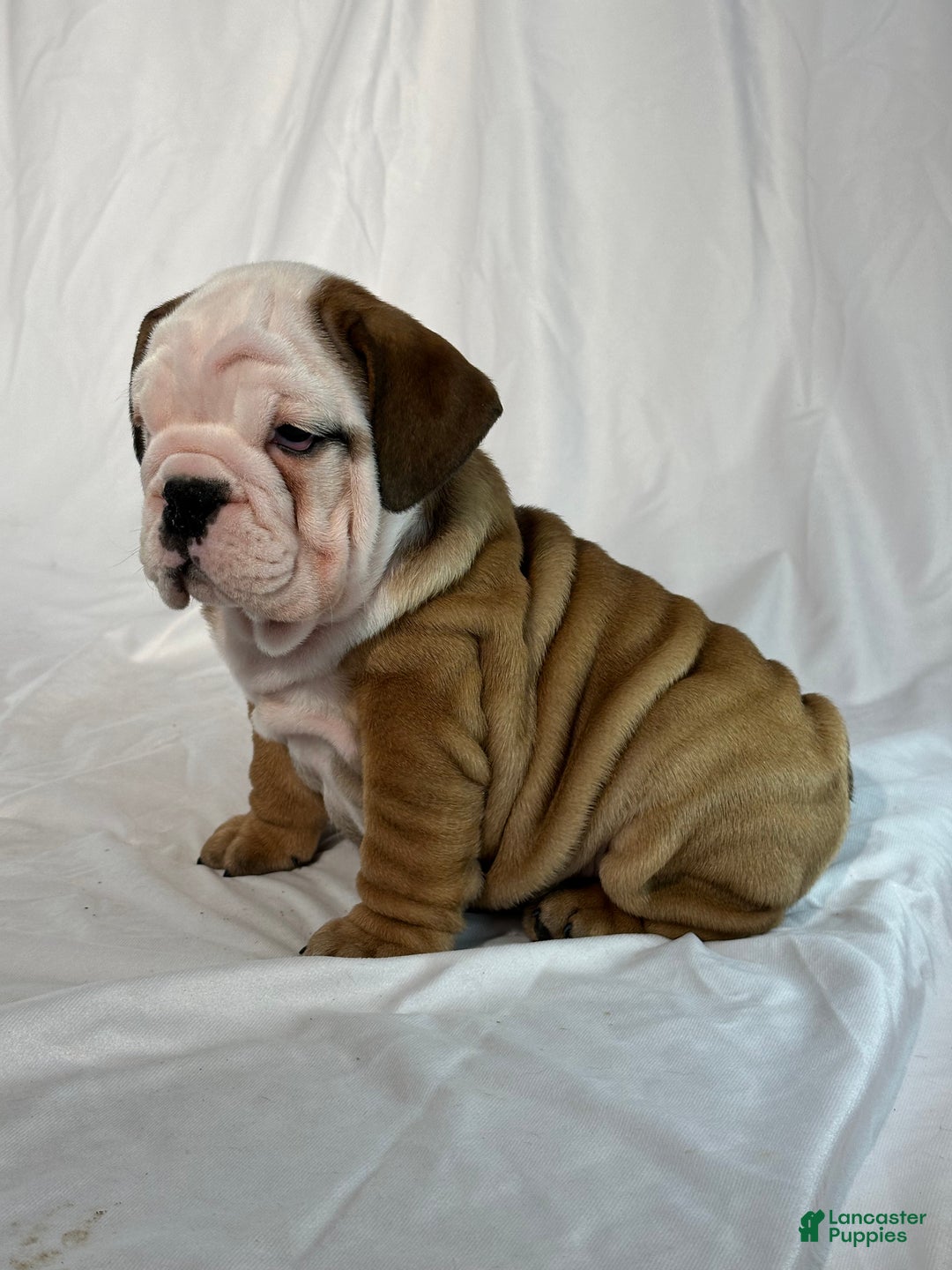English Bulldog dogs for sale: Rambo - Ad 3