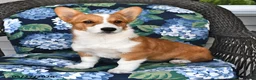 Welsh Corgi Pembroke dogs for sale: Sassy - Ad 3