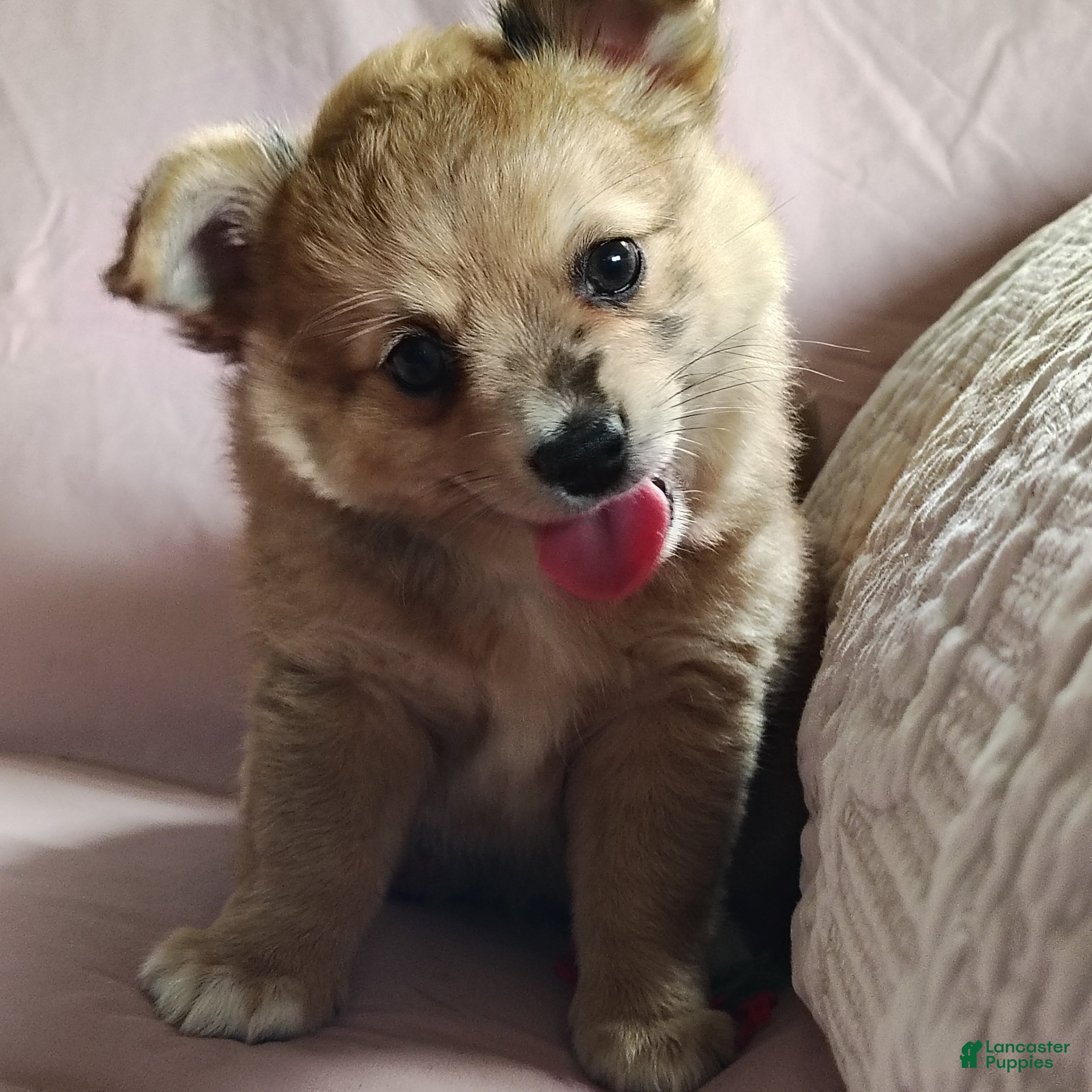 Pomchi dogs Barbie - Ad 1