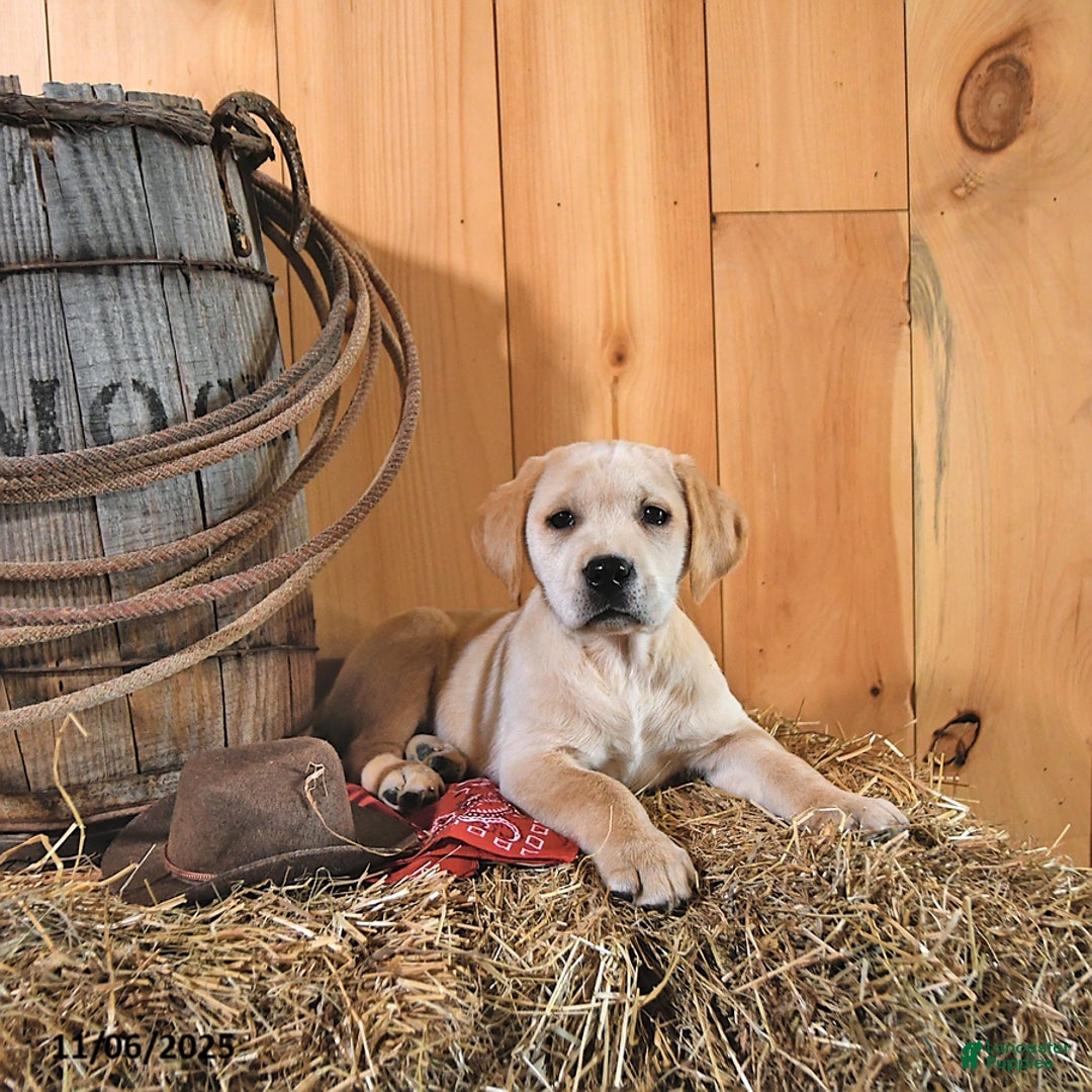 Labrador Retriever dogs for sale: Karmel - Ad 9