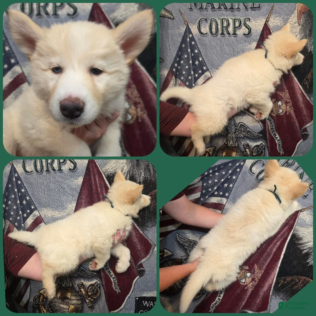 Siberian Husky dogs for sale: Green - Ad 1