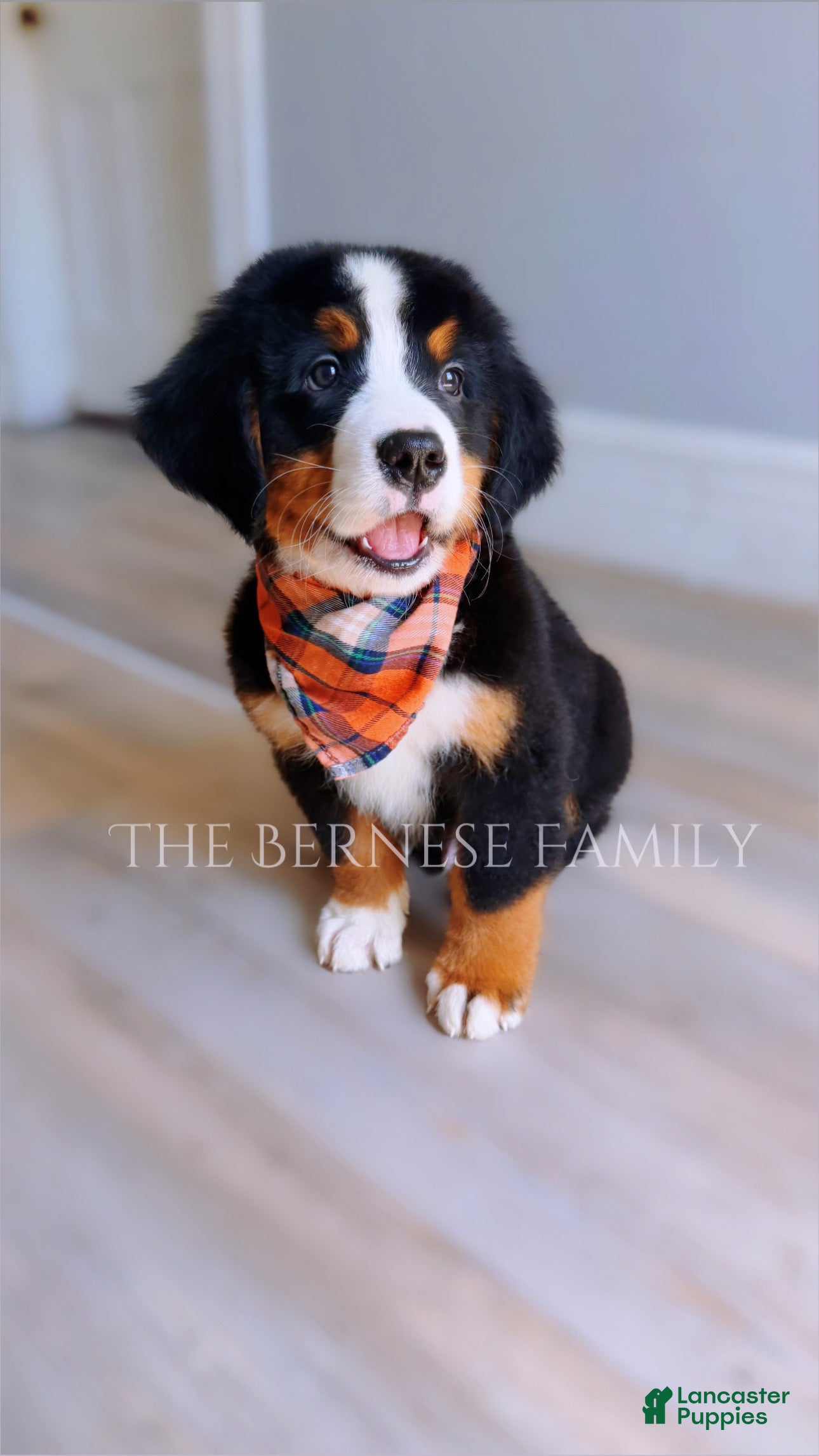 Bernese Mountain Dog dogs Laser - Ad 41