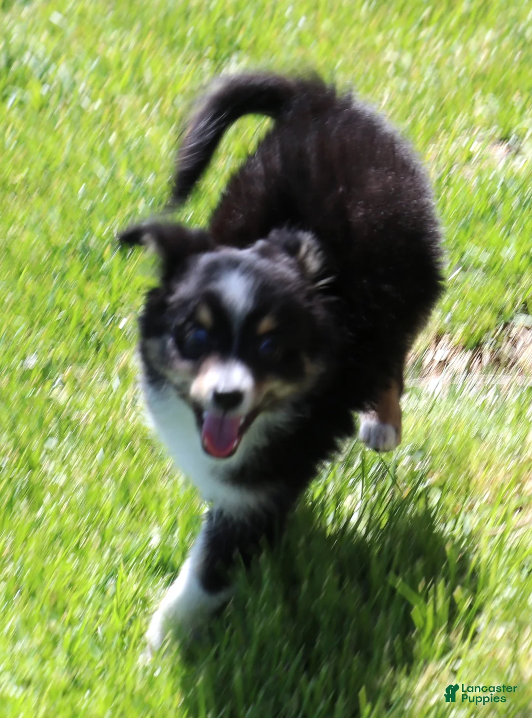 Toy Australian Shepherd dogs for sale: Sarge black tri with tail - Ad 1