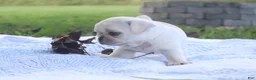 Pug dogs for sale: Chai -female- - Ad 3