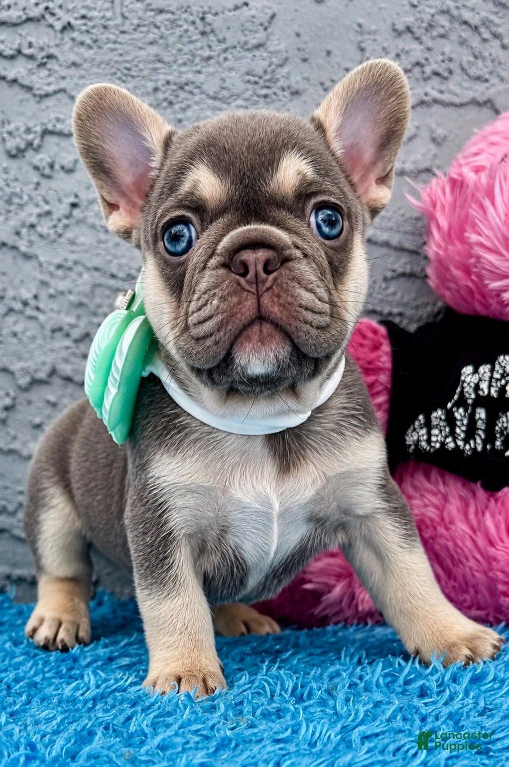 French Bulldog dogs for sale: French Bulldog 1 - Ad 1