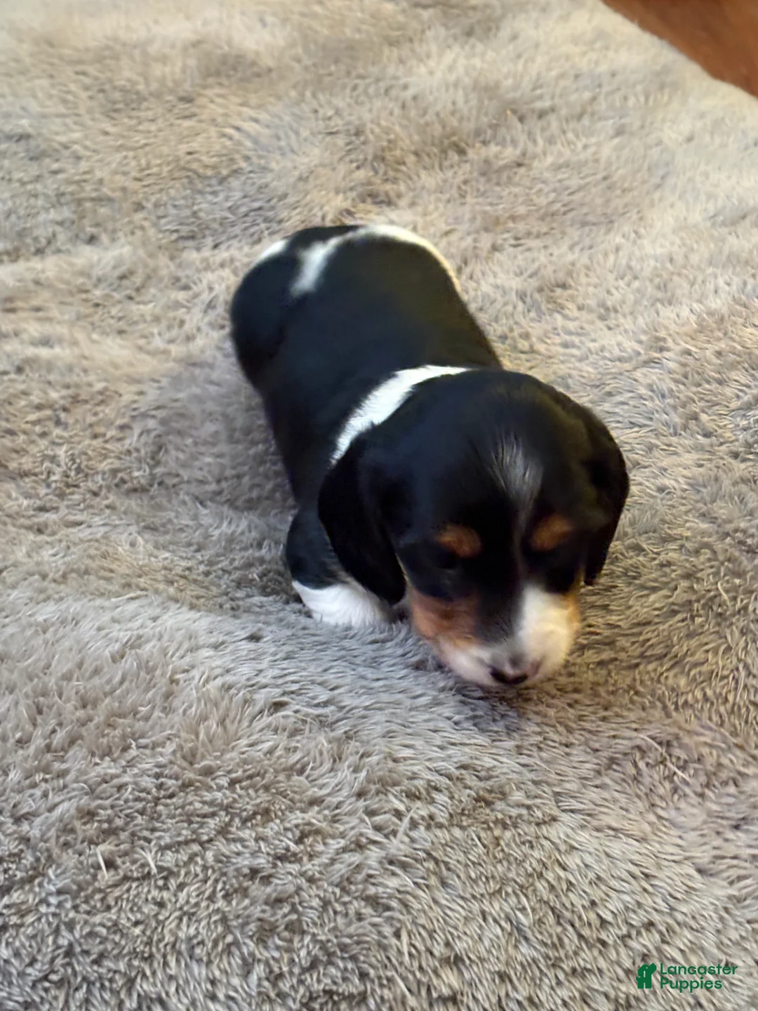 Miniature Dachshund dogs for sale: Winnie - Ad 2