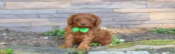 Cockapoo dogs for sale: Rusty - Ad 3