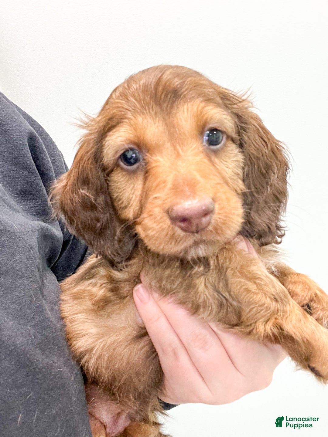 Miniature Dachshund dogs for sale: Kai - Ad 6