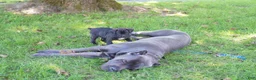 Cane Corso dogs for sale: Mystique  - Ad 4