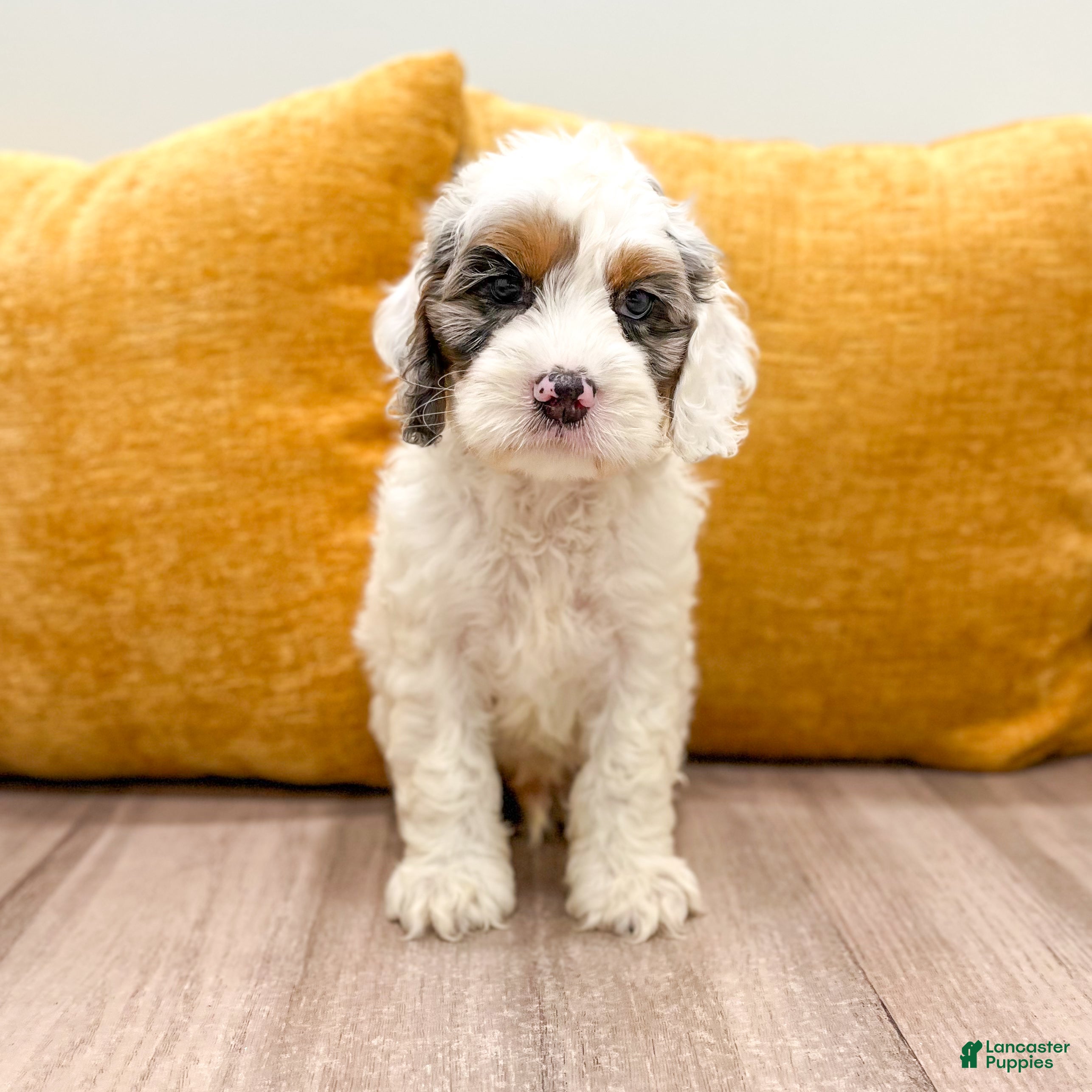 Cockapoo dogs Boston - Ad 1
