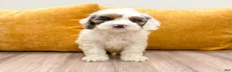 Cockapoo dogs for sale: Boston - Ad 1