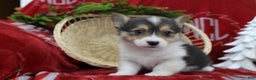 Welsh Corgi Pembroke dogs for sale: Bailey - Ad 4