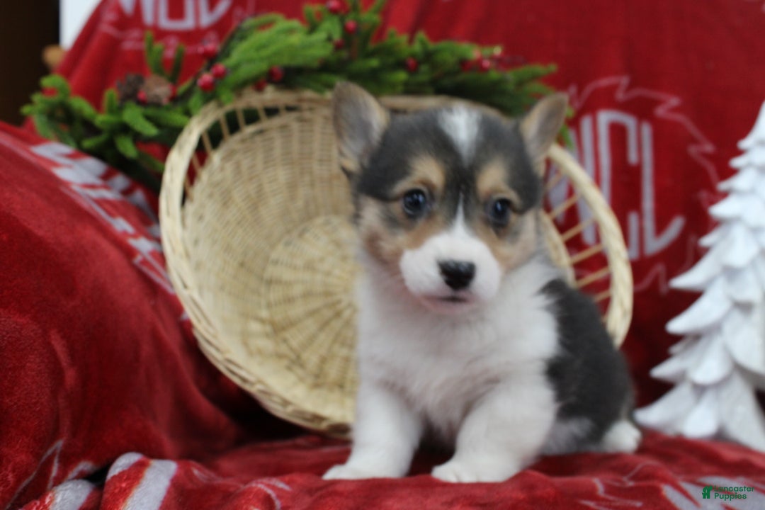Welsh Corgi Pembroke dogs for sale: Bailey - Ad 4
