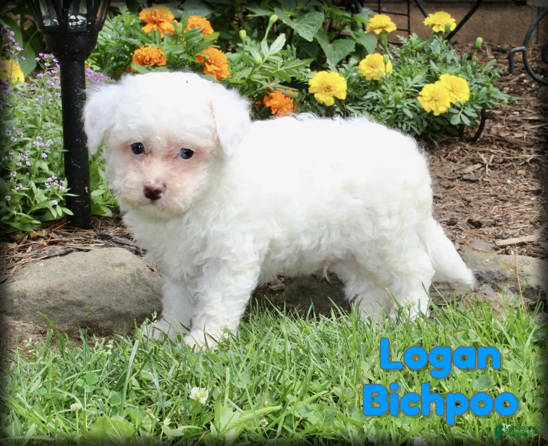 Bichpoo dogs for sale: Logan - Ad 1