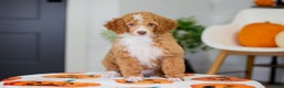 Toy Poodle dogs for sale: Wendy - Ad 3