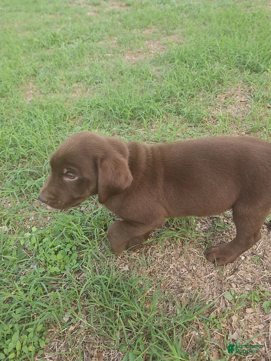 Labrador Retriever dogs for sale: Labrador Retriever Puppy 1 - Ad 1
