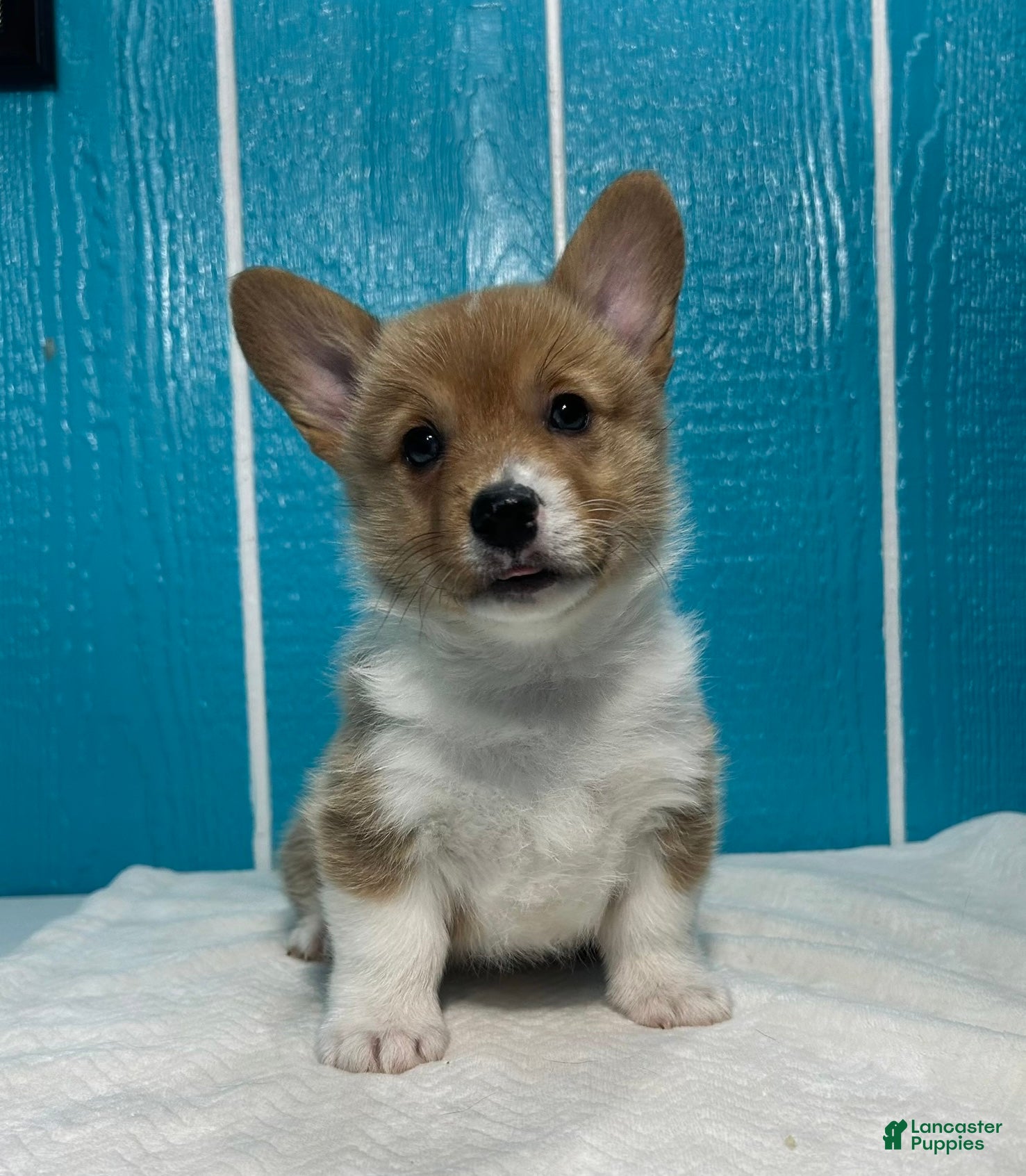 Welsh Corgi Pembroke dogs Cooper Welsh Corgi Pembroke  - Ad 1