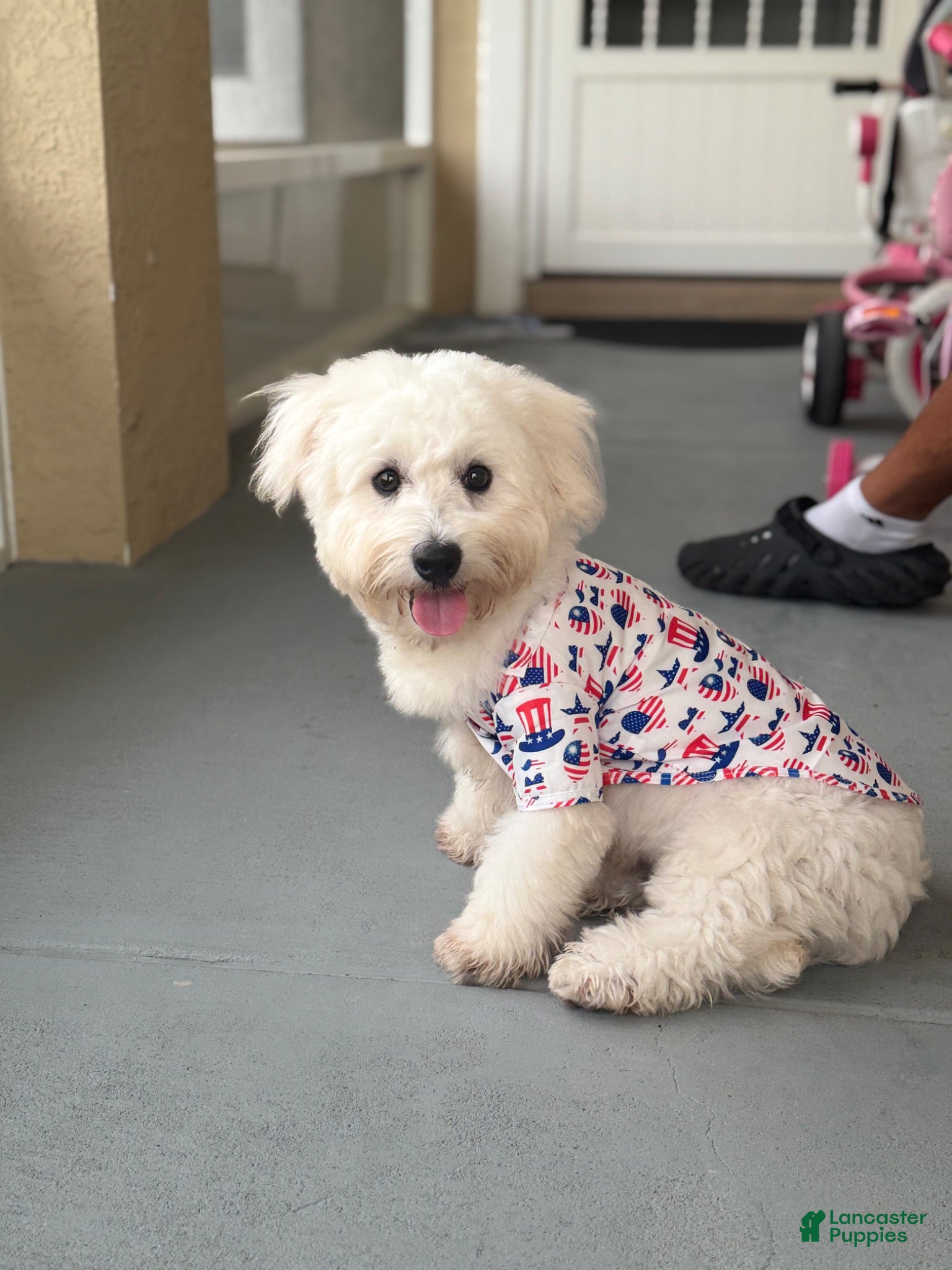 Maltipoo dogs Maltipoo 1 - Ad 17