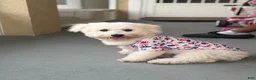 Maltipoo dogs for sale: Maltipoo 1 - Ad 1