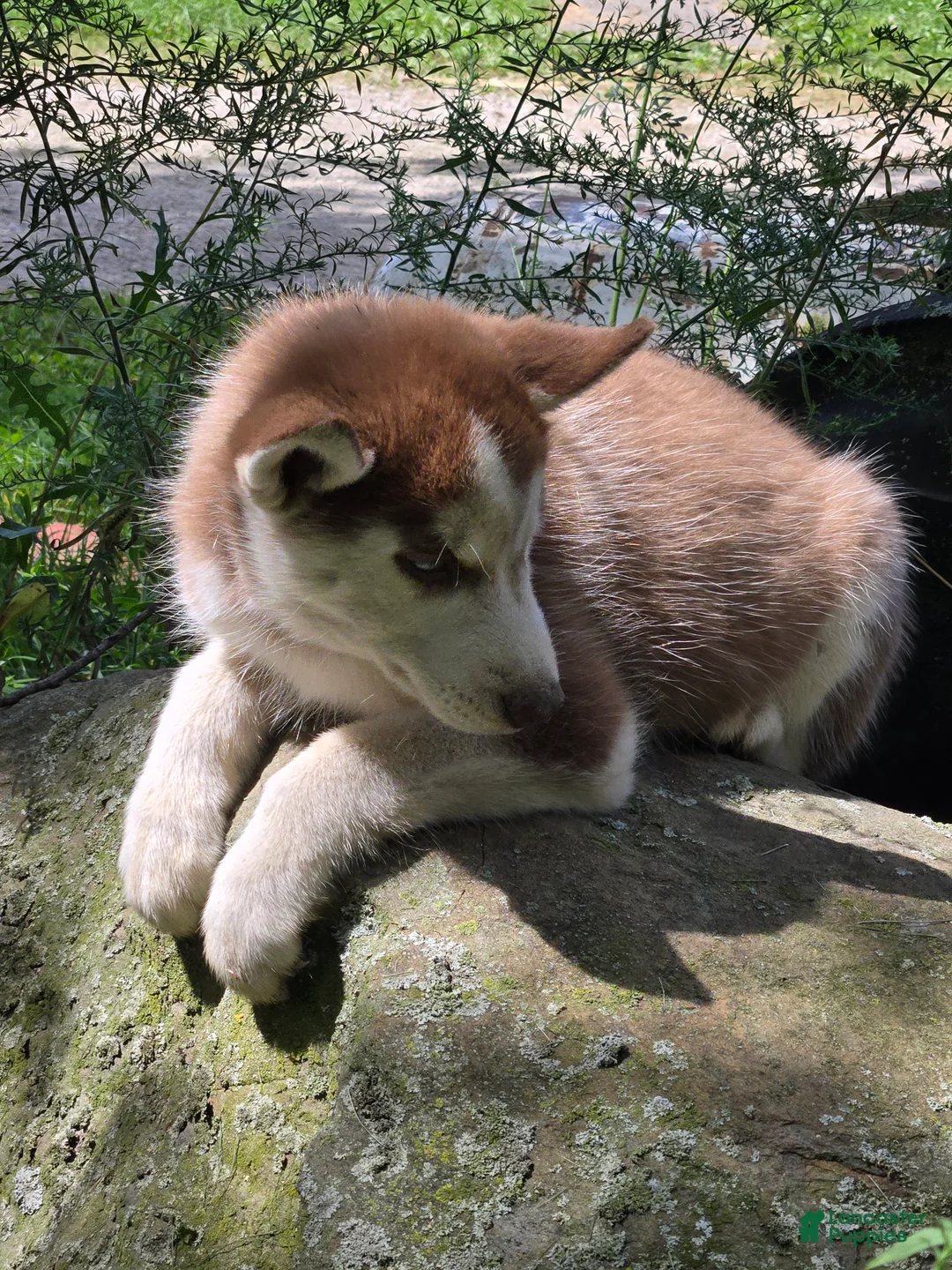 Siberian Husky dogs for sale: Olivia - Ad 1
