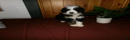 Mini Bernedoodle dogs for sale: Anson - Ad 6