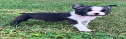 Boston Terrier dogs for sale: Uno - Ad 2