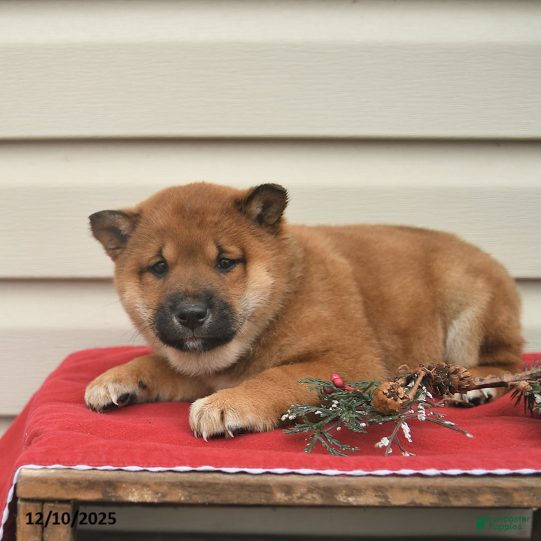 Shiba Inu dogs for sale: Roxy  - Ad 5