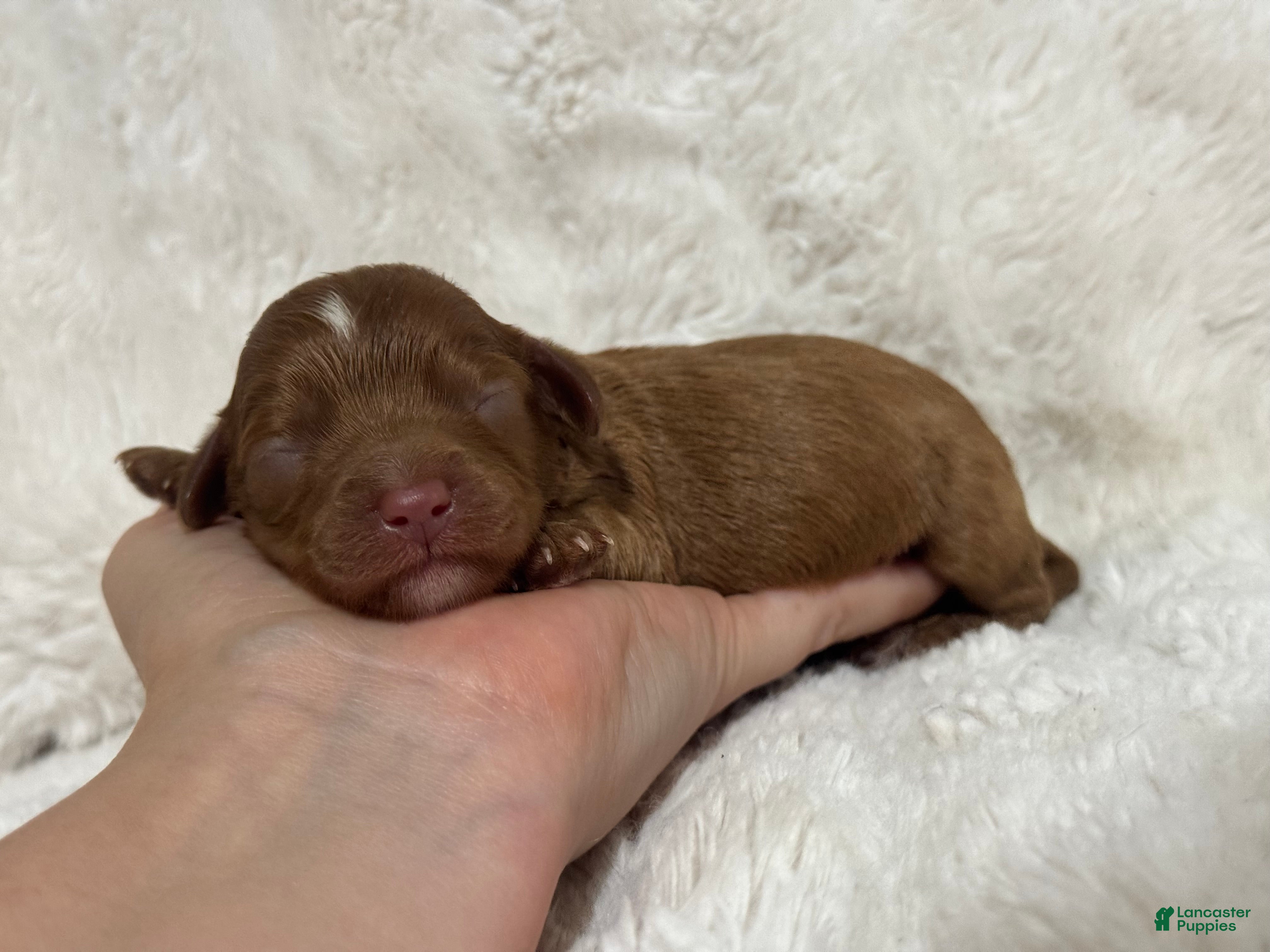 Cavapoo (Cavapoo, Male) in Campbellsville, KY