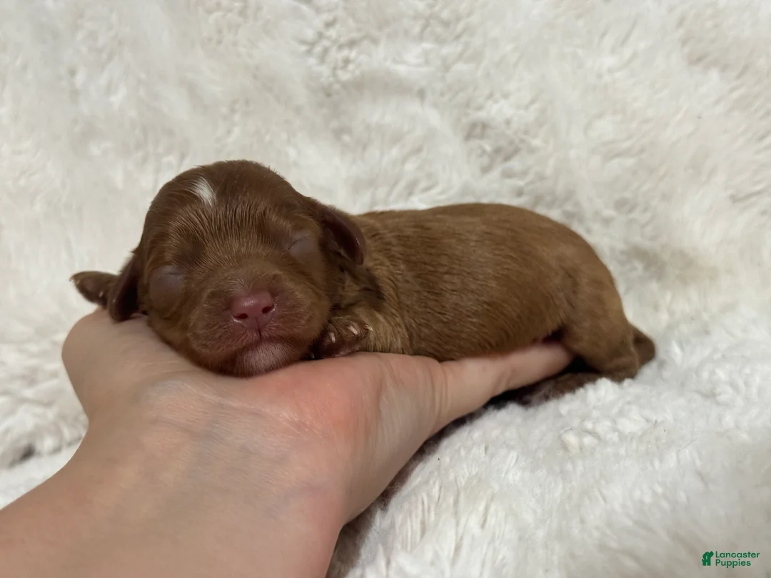 Cavapoo dogs for sale: Damian Cole - Ad 1