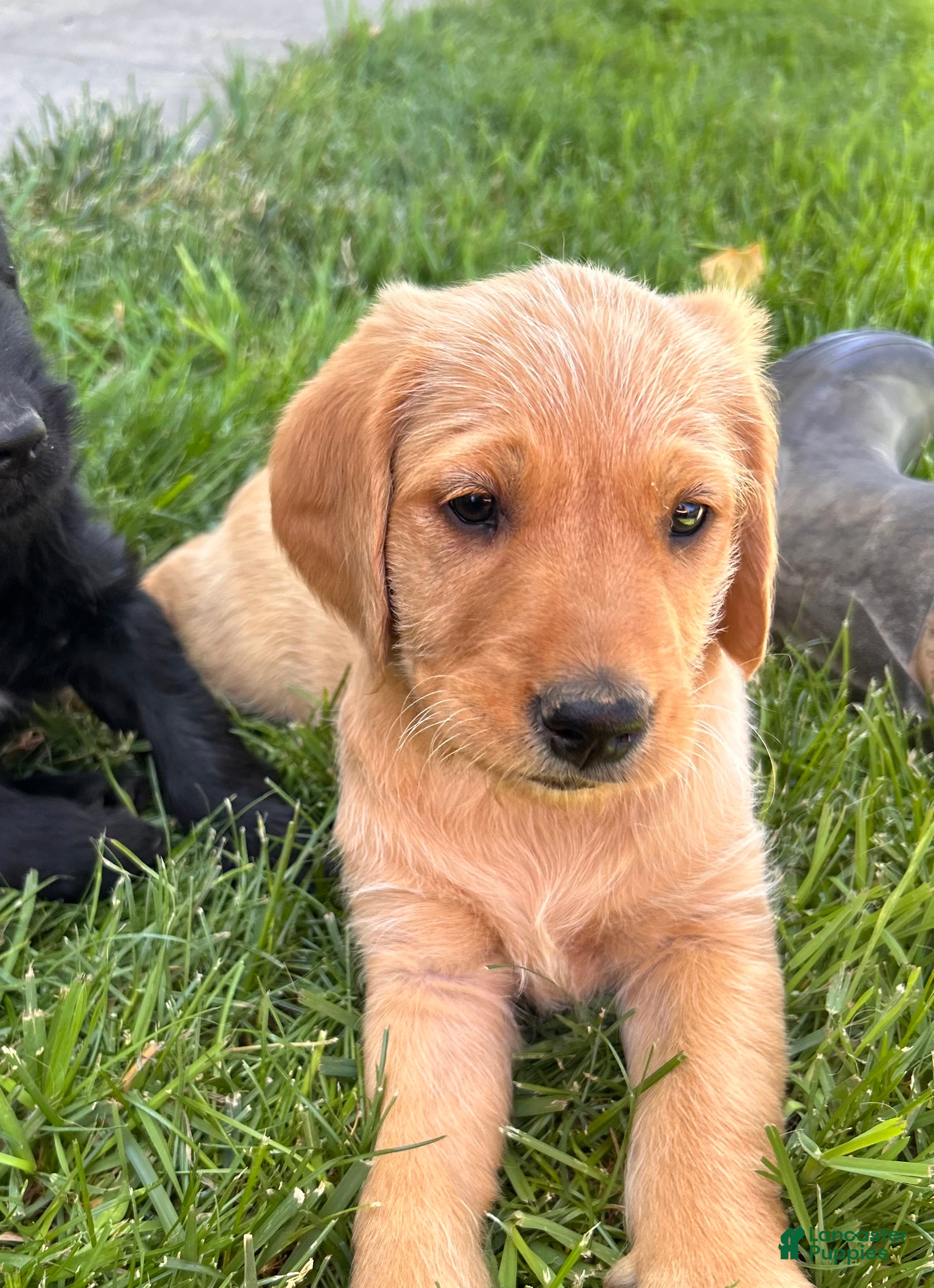 Mixed Breed dogs Goldie - Ad 1