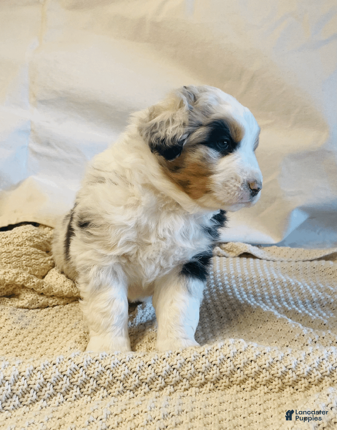 Australian Shepherd dogs for sale: Finn - Ad 4