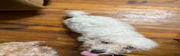 Bichon Frise dogs for sale: Bichon Frise blue - Ad 8