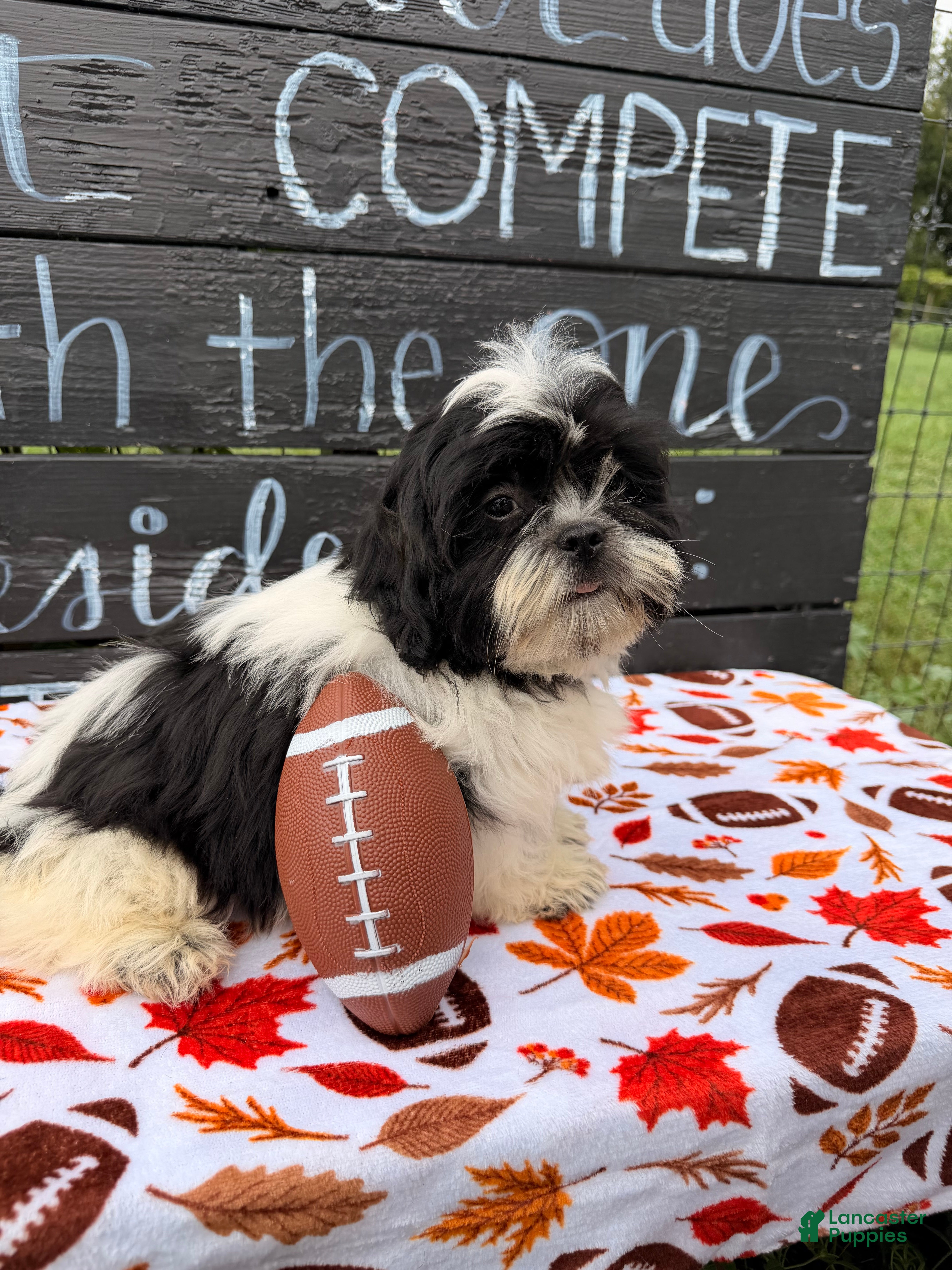 Shih Tzu dogs Shane Shih Tzu  - Ad 2