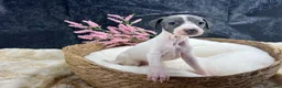 Italian Greyhound dogs for sale: Italian Greyhound 6 - Ad 6