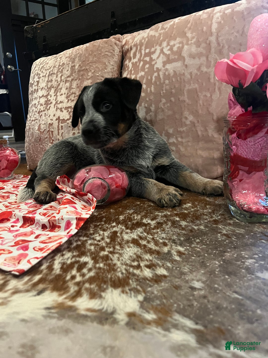 Australian Cattle Dog dogs for sale: Australian Cattle Dog Puppy 1 - Ad 13