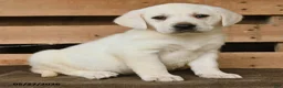Labrador Retriever dogs for sale: Gulliver - Ad 2