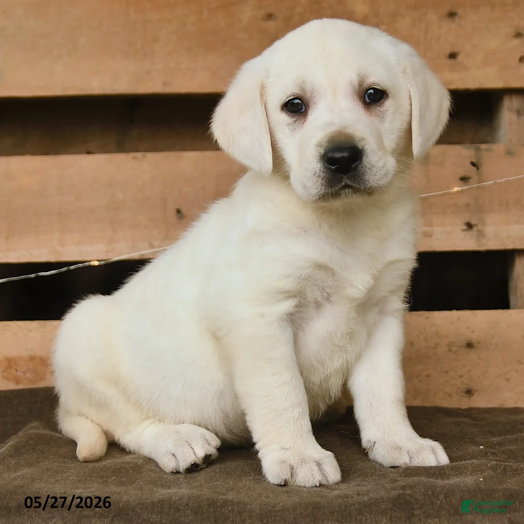 Labrador Retriever dogs for sale: Gulliver - Ad 2