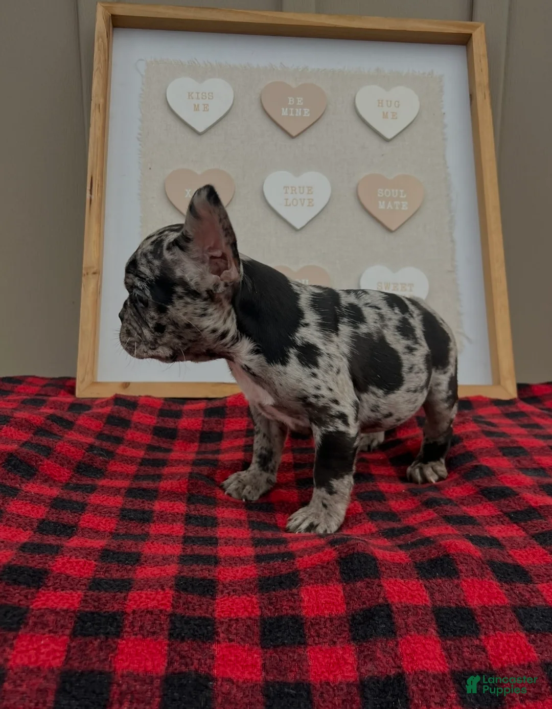 French Bulldog dogs for sale: French Bulldog Puppy 5 - Ad 2