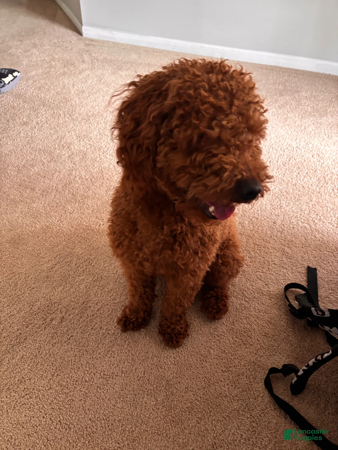 Goldendoodle dogs for sale: Goldendoodle Puppy 1 - Ad 3