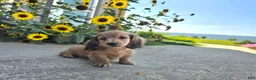 Miniature Dachshund dogs for sale: Heidi - Ad 4