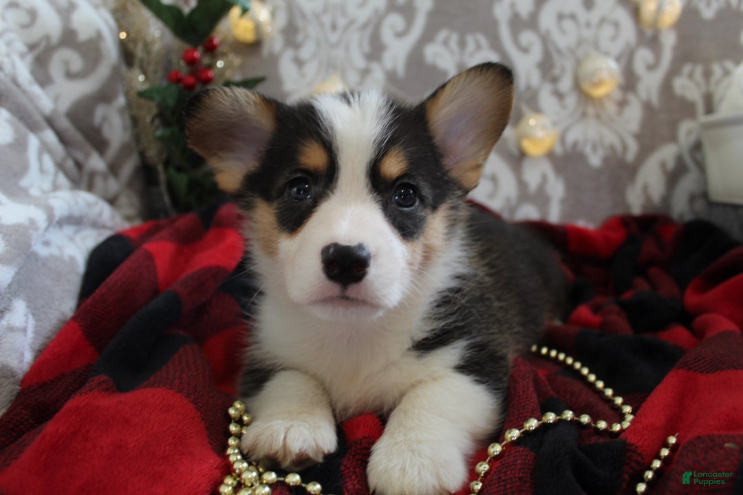 Welsh Corgi Pembroke dogs for sale: Jingles - Ad 1