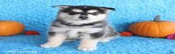 Pomsky dogs for sale: Theo - Ad 4