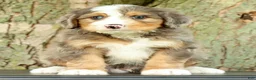 Mini Bernedoodle dogs for sale: Snoop - Ad 2