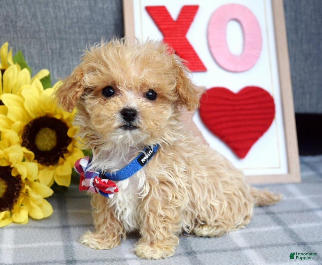 Maltipoo dogs for sale: Axel - Ad 5