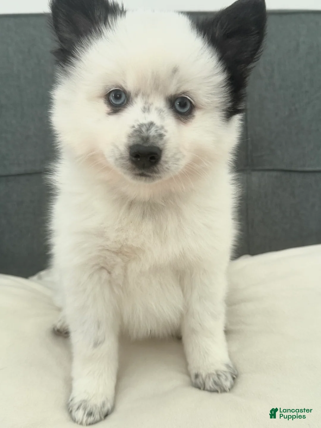 Pomsky dogs for sale: Linguini - Ad 2
