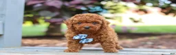 Cavapoo dogs for sale: Kai - Ad 6