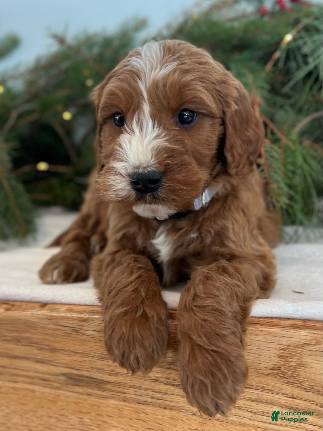 Irish Doodle dogs for sale: Asher - Ad 19