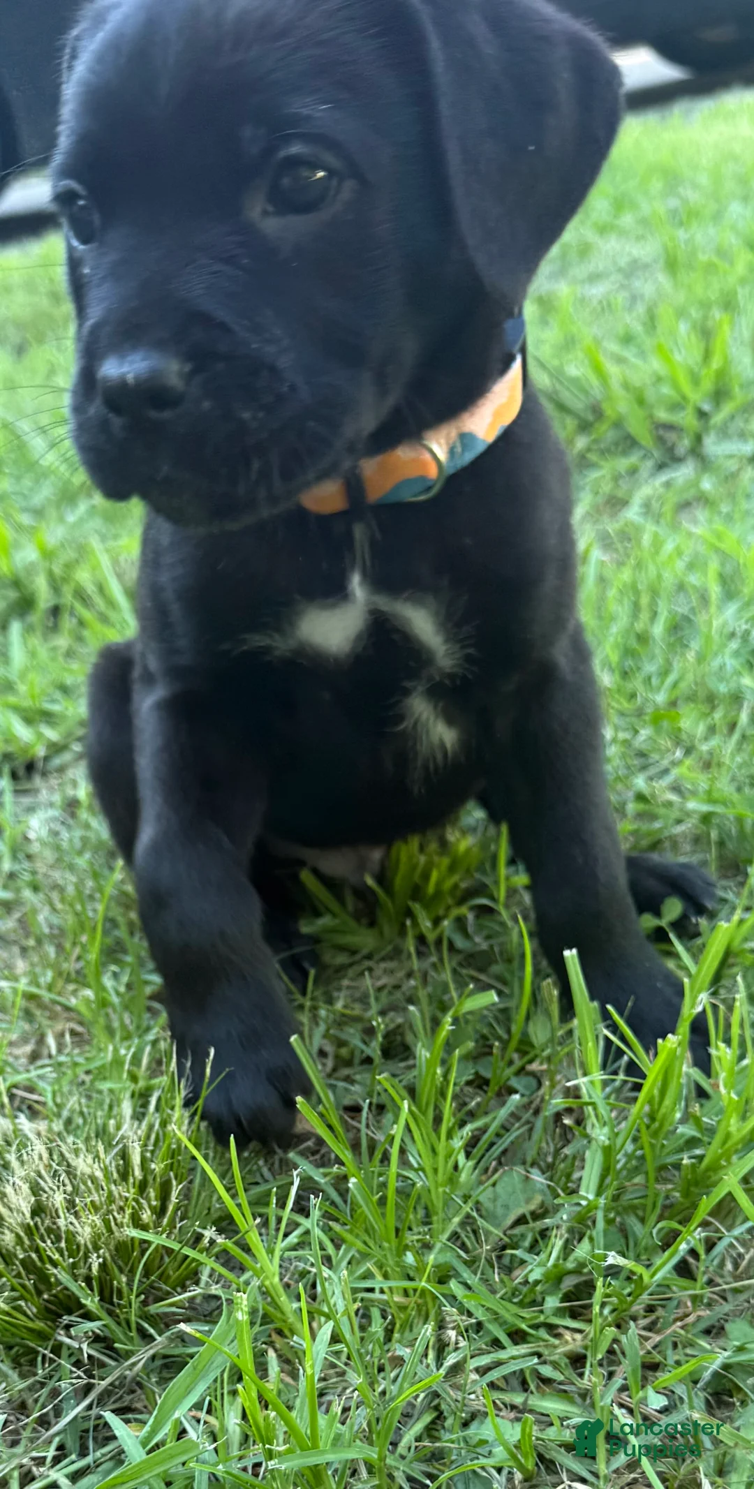 Cane Corso dogs for sale: Crowley AKC yellow/orange collar - Ad 2