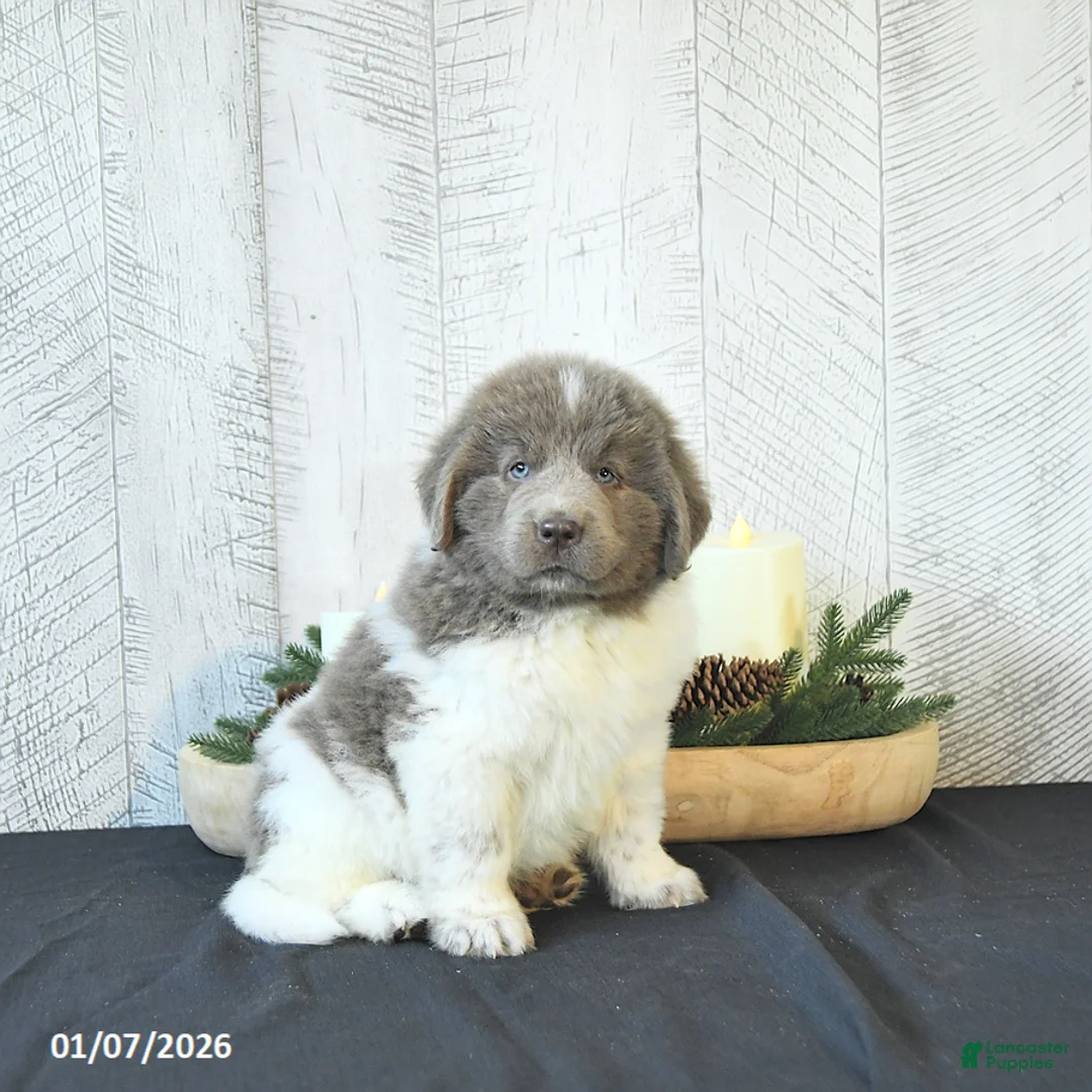 Newfoundland dogs for sale: Oliver - Ad 9